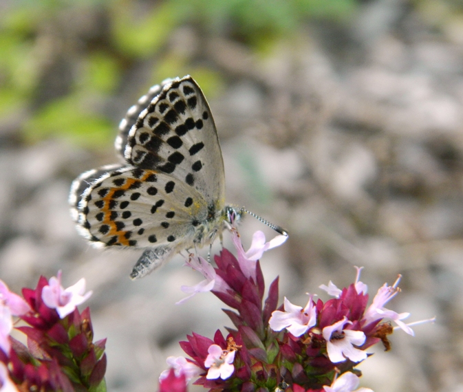 Scolitantides orion.